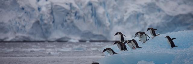 Group of gentoo penguins (Pygoscelis papua) diving off iceberg, Antarctic Peninsula