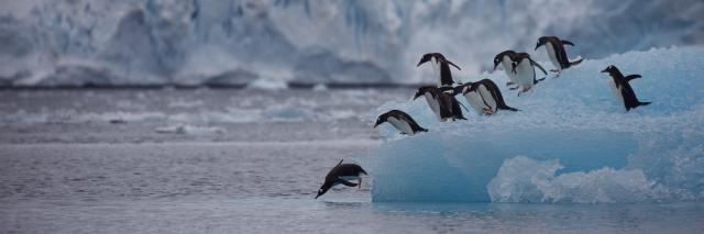 Group of gentoo penguins (Pygoscelis papua) diving off iceberg, Antarctic Peninsula