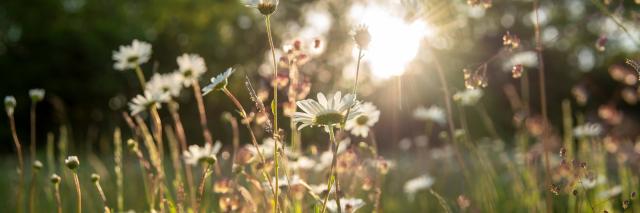 Wildflower meadow
