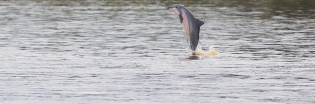 Amazon River Dolphin - Expedition 