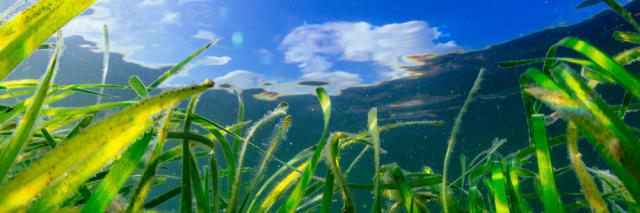 Seagrass