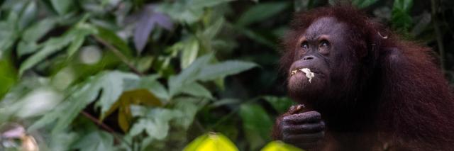 Orangutan eating a banana surrounded by leaves