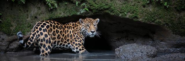 Jaguar stood in water