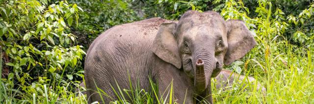 Bornean Elephant in Danum Valley, Sabah, Malaysia.