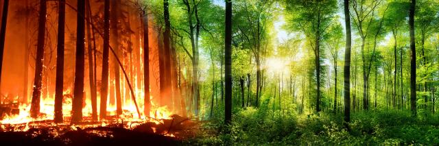A split image, on the left is a burning fire, on the right is a lush forest with the sunlight beaming through the trees.