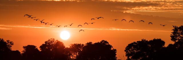 Birds fly at sunrise in the Okavango Delta, Botswana.