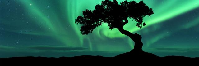 Tree and northern lights