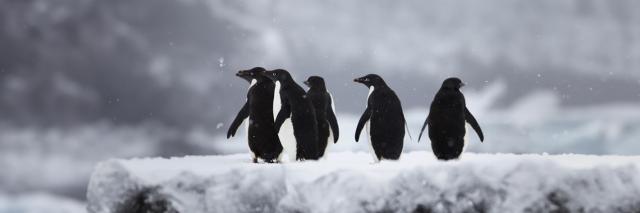 Five Adelie penguins