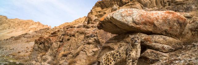 Snow leopard standing beside boulder in rocky landscape of Himalayas India