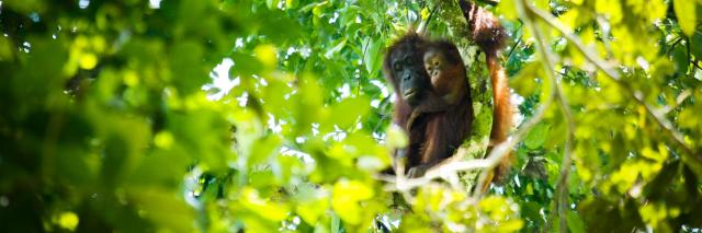 Mother and baby orangutans recorded within the Bukit Piton Class 1 Forest Reserve
