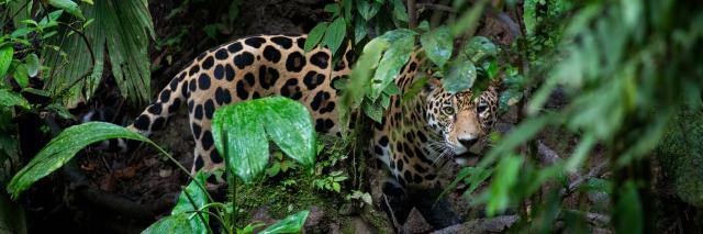 Jaguar (Panthera onca) looking through forest leaves, Yasuni National Park, Ecuador. Amazon Rainforest.