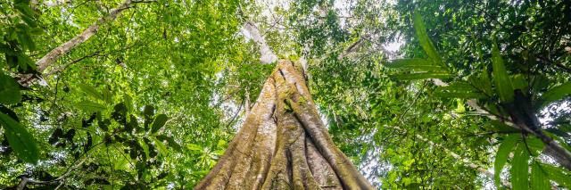 Ground up to canopy view of tree in forested area of Senor Zapata's farm, municipality of Calamar, Guaviare Department, Colombia.