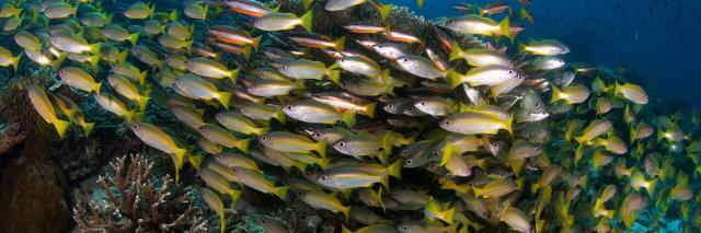 Underwater view of coral reefs at Semporna Sea