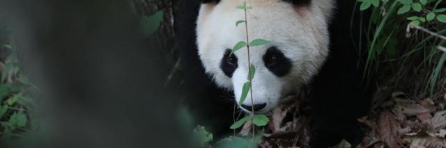 Wild Giant Panda in foping country, China 