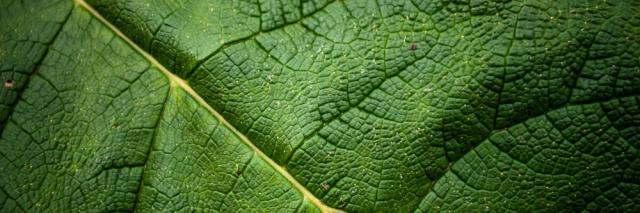 Chilean Rhubarb leaf 