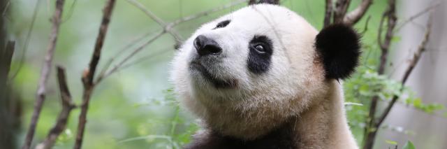 Wild giant panda (Ailuropoda melanoleuca) in Foping county, Qinling Mountains, China