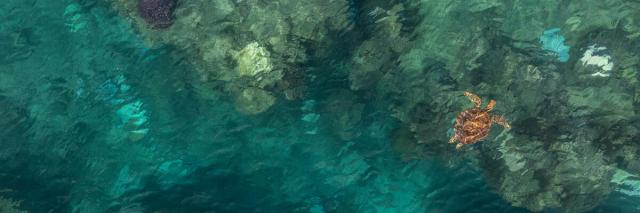 A green sea turtle (Chelonia mydas) cruises along the shallow coastal waters surrounding Yakuvewaswa Island