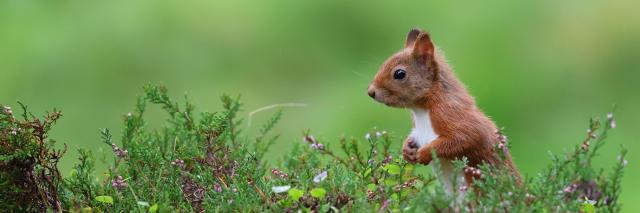Red Squirrel in heather, September, Perthshire