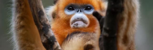 Sichuan Golden Snub-nosed Monkey in tree