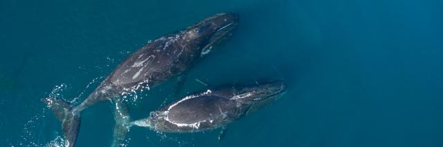 Two Bowhead whales swimming next to each other