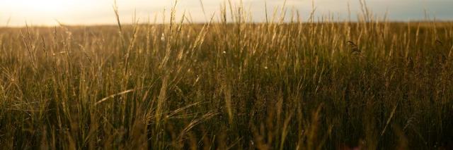 Sunrise over grasslands on Rock Hills Ranch in Lowry South Dakota, ranch lands, grasses, sun