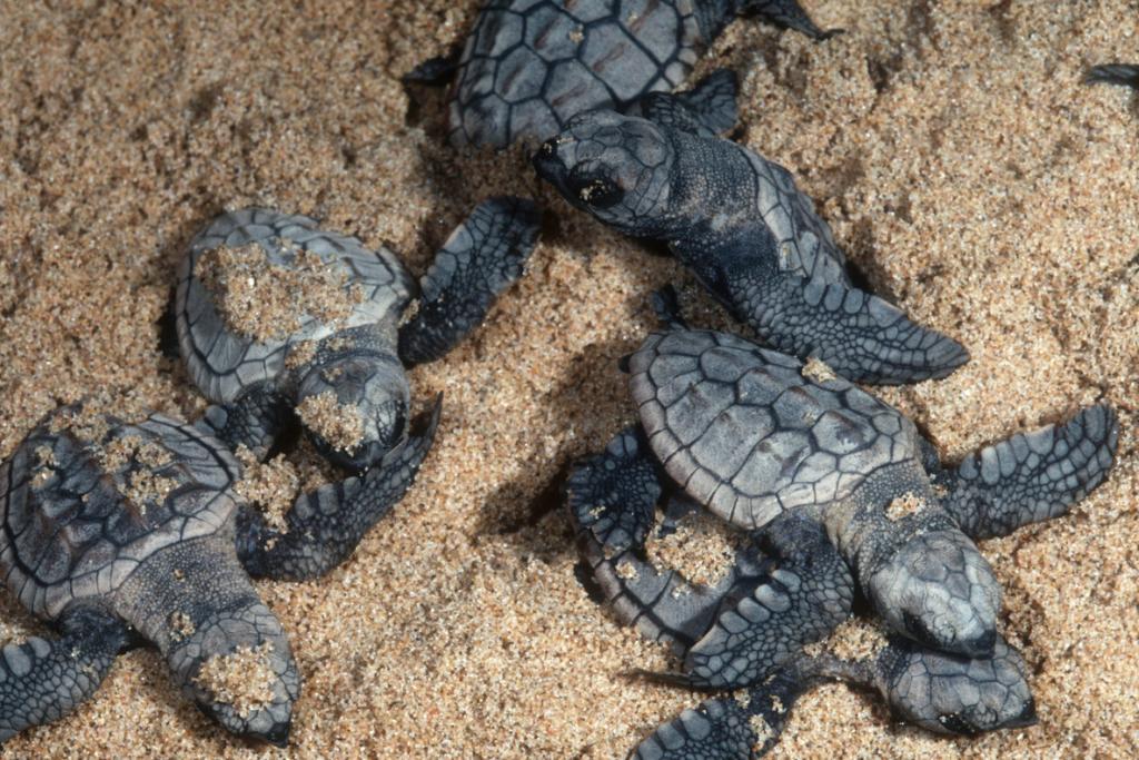 Green Turtle Nesting Season Success | WWF
