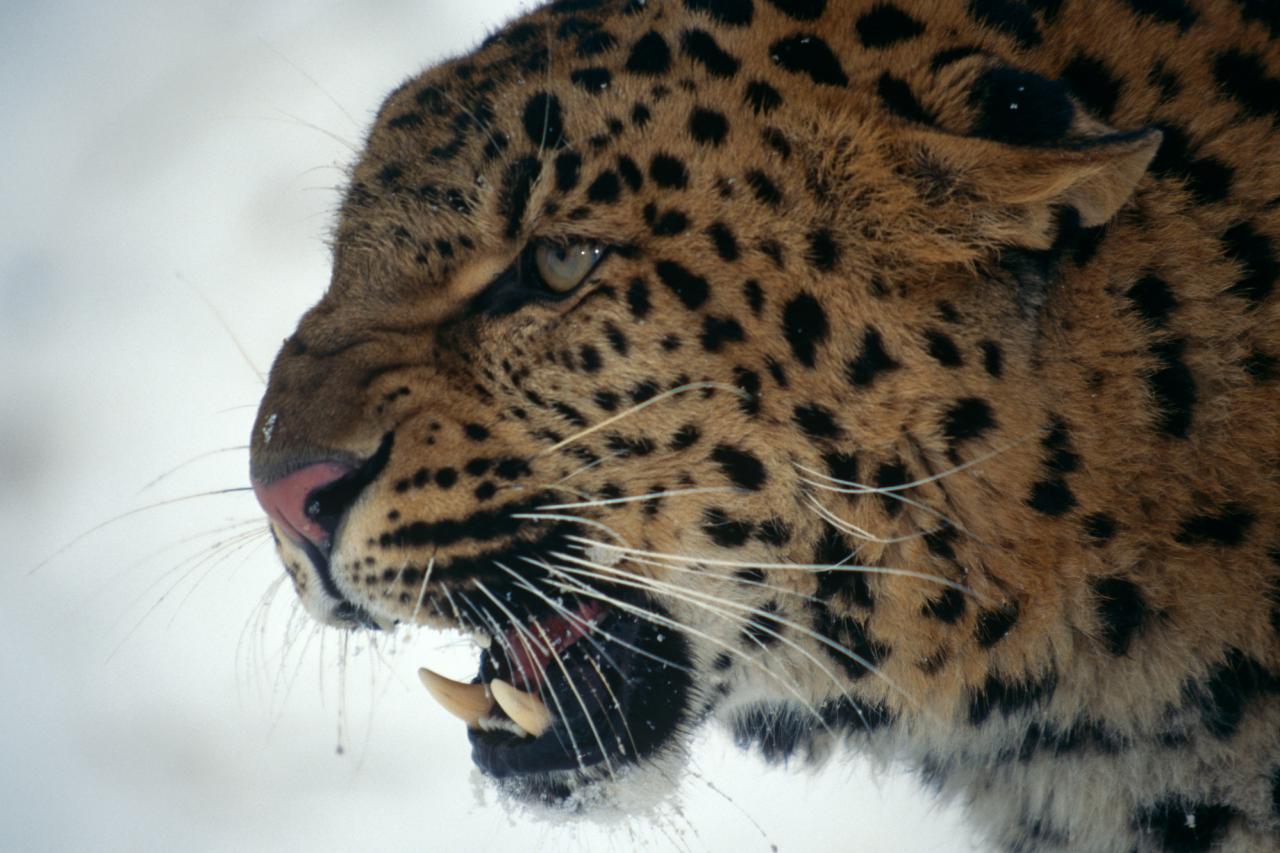 Amur Leopard | WWF