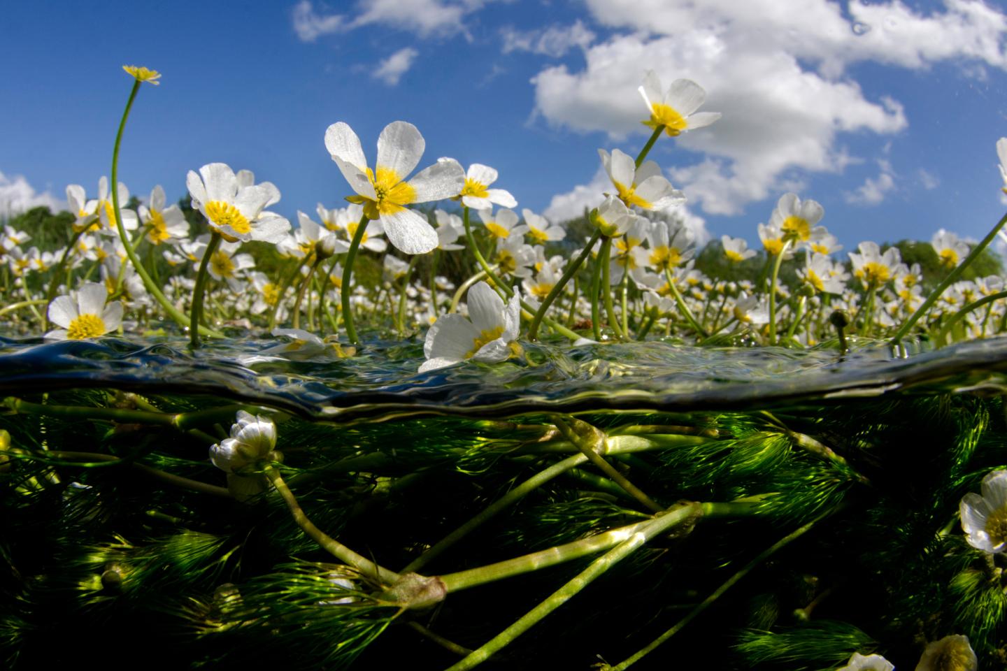 Protecting freshwater ecosystems | WWF