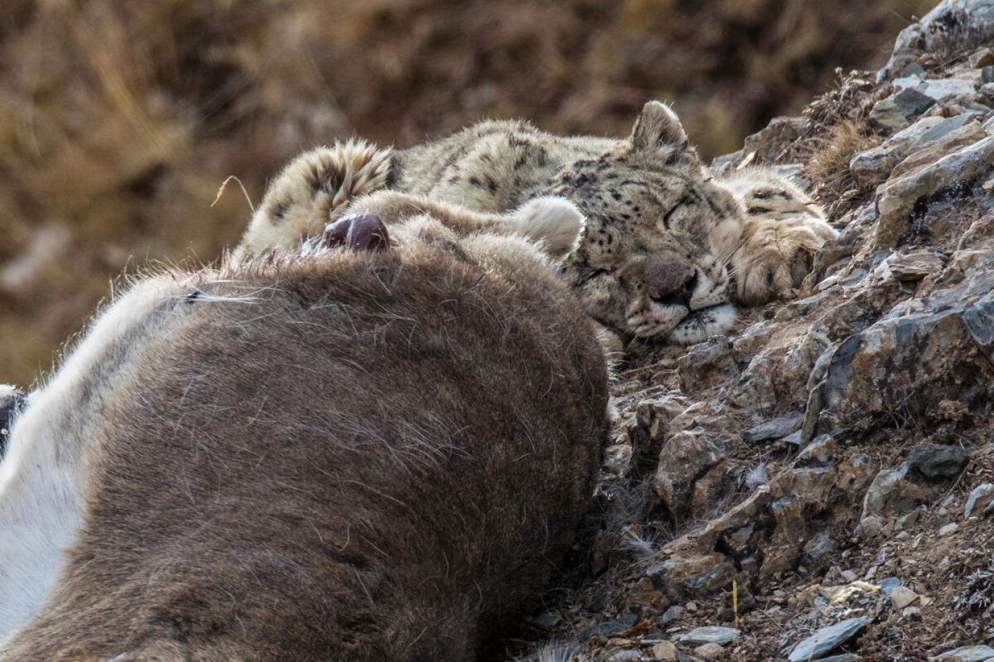 Snow Leopards | WWF