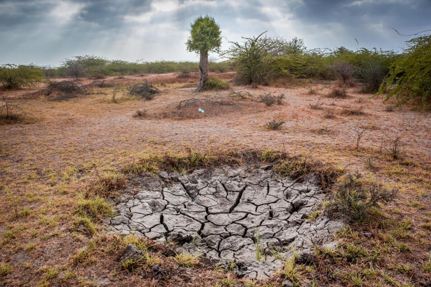 Forest Pathways Report | WWF