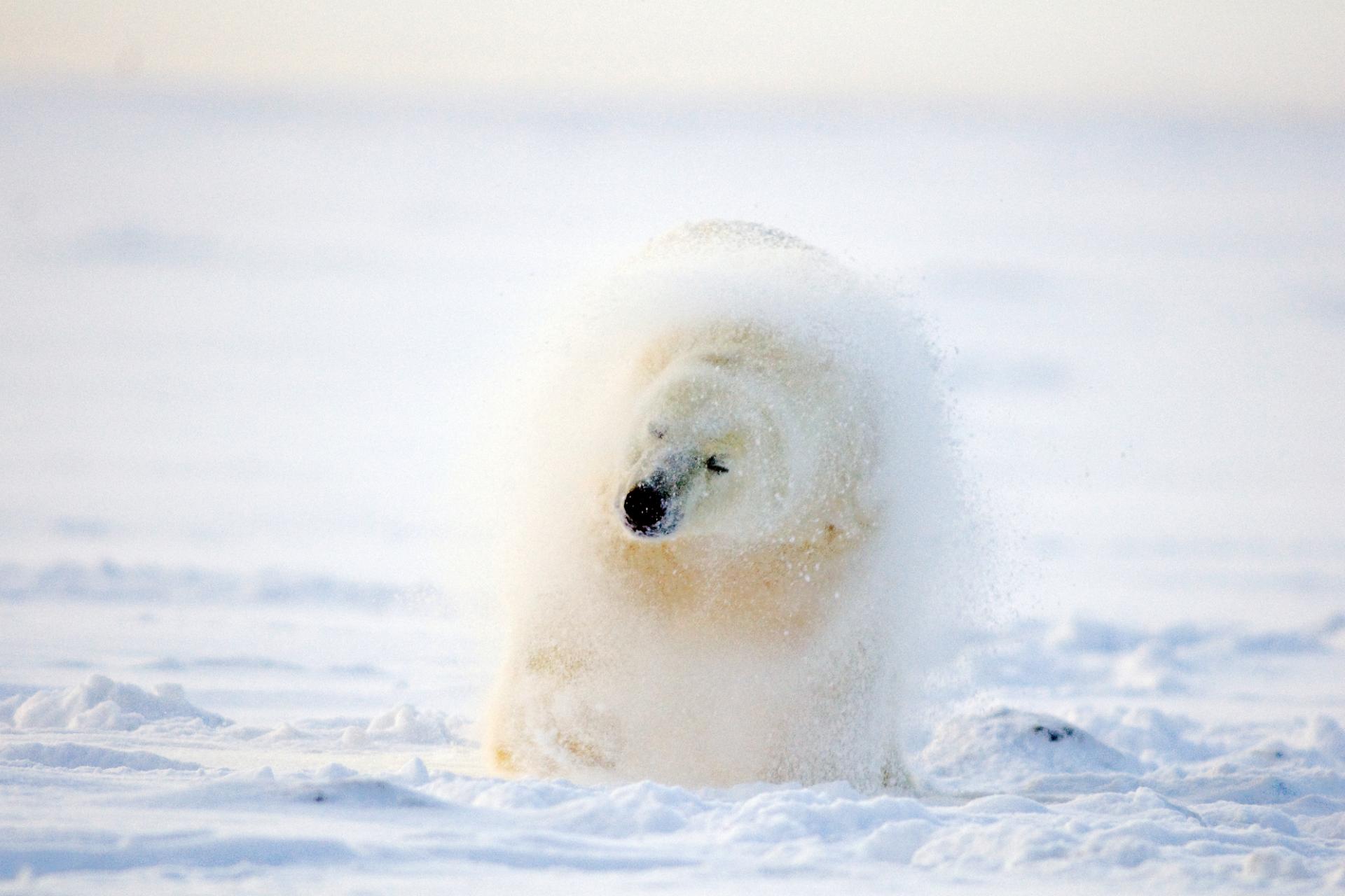 Polar Bear A Powerful Predator On Ice WWF Polar Bear A Powerful Predator On Ice WWF