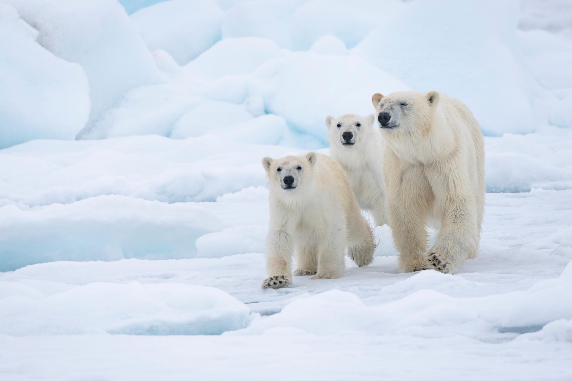 10 reasons why climate change is an important issue | WWF