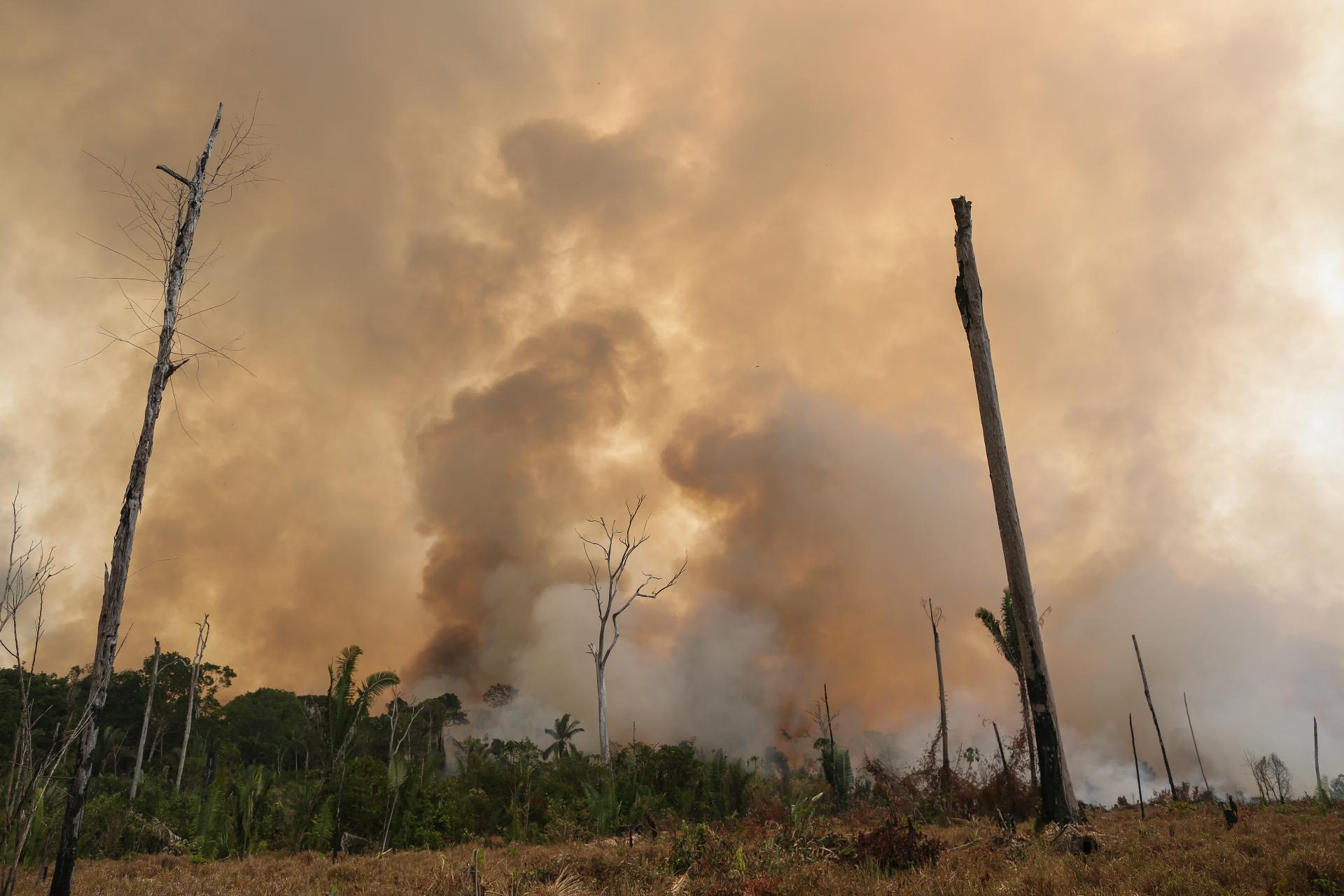 3 ways you can help the Amazon Rainforest | WWF