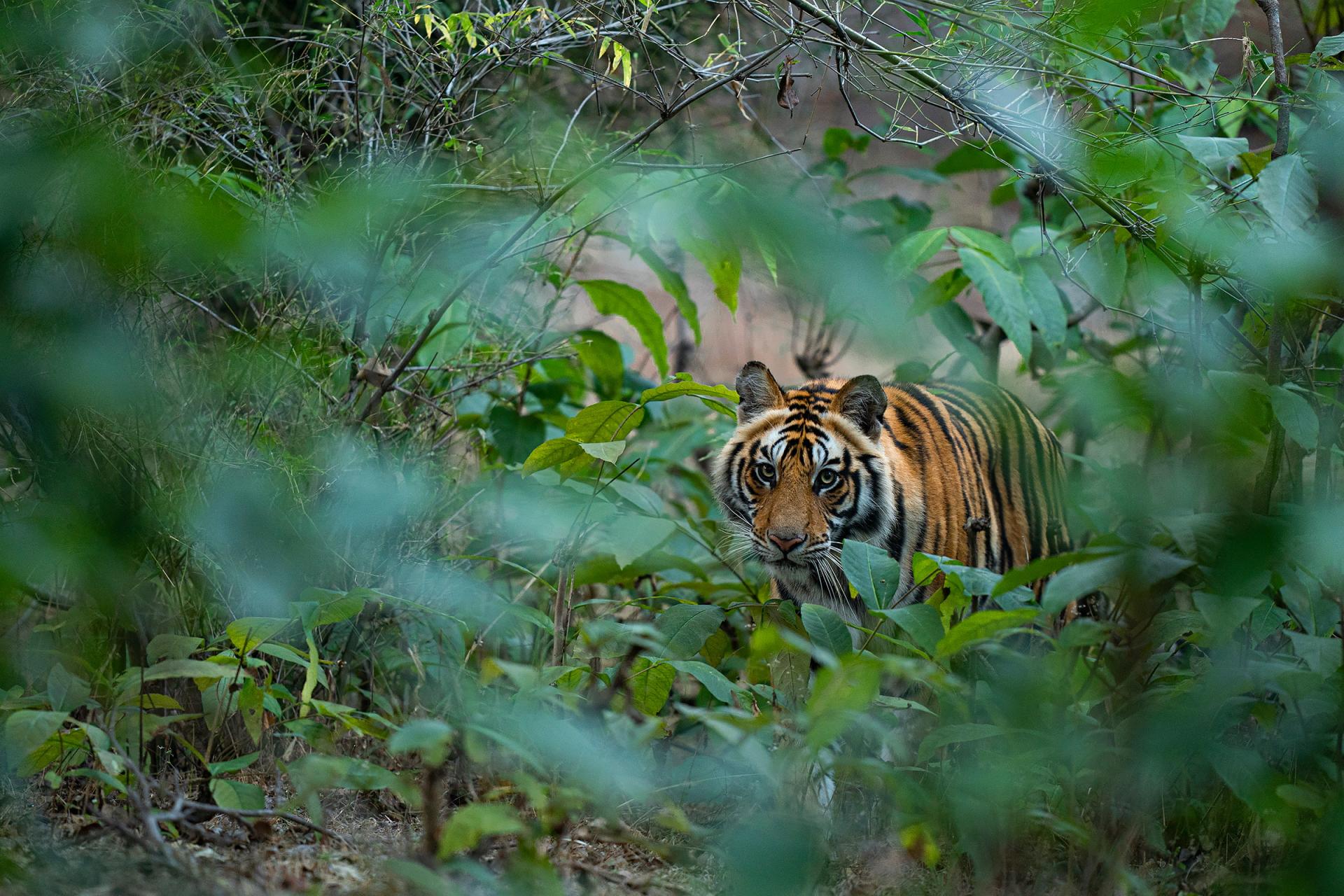Endangered Species Day 2026 | WWF