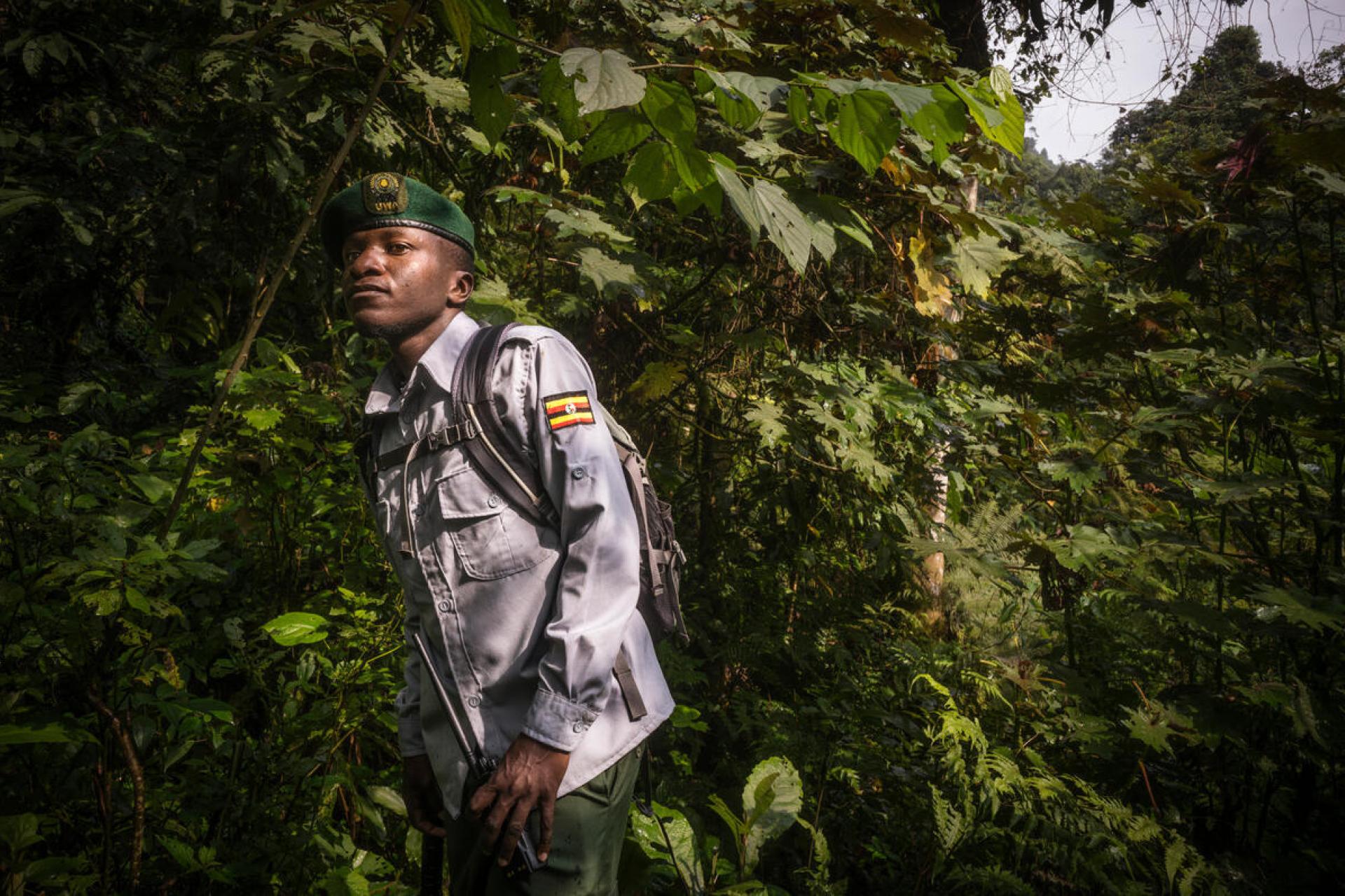Zero Poaching Zero Poaching in the Greater Virunga Landscape | WWF