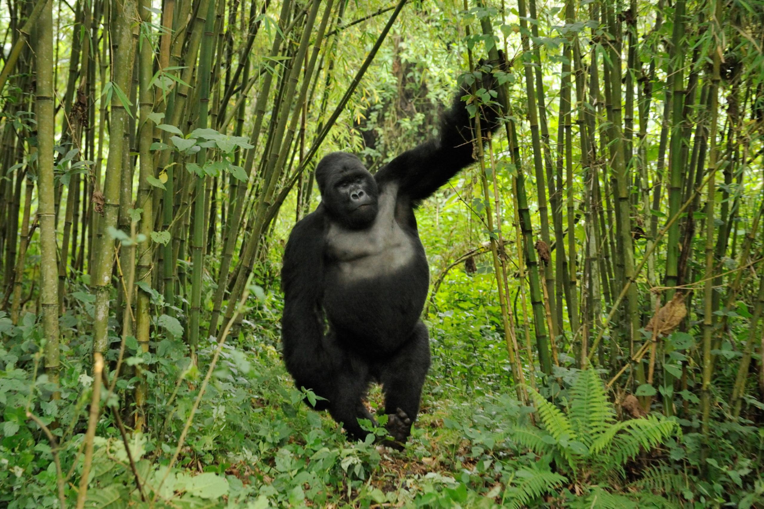 Mountain Gorillas | WWF