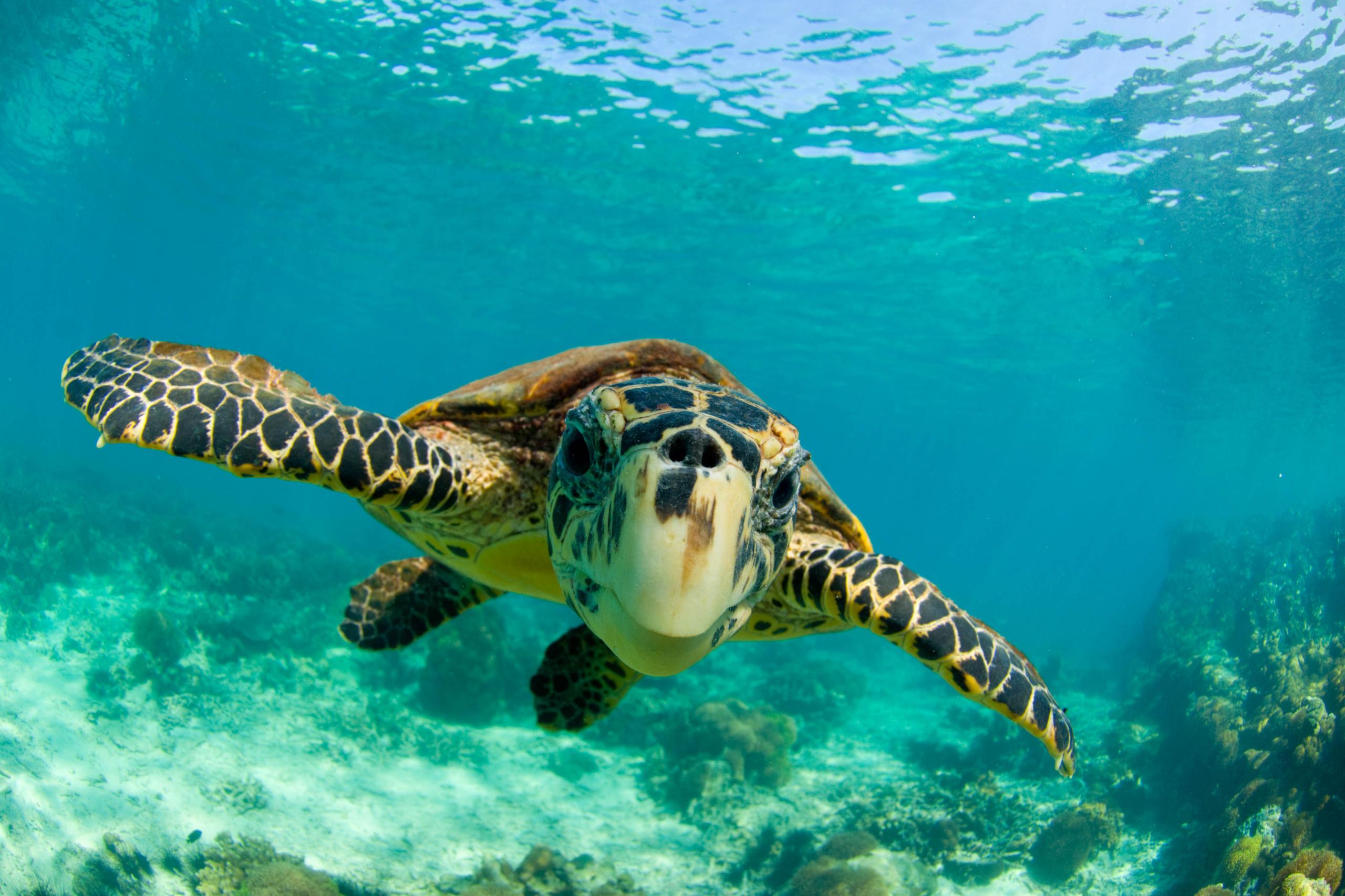 Satellite tagging hawksbill turtles | WWF