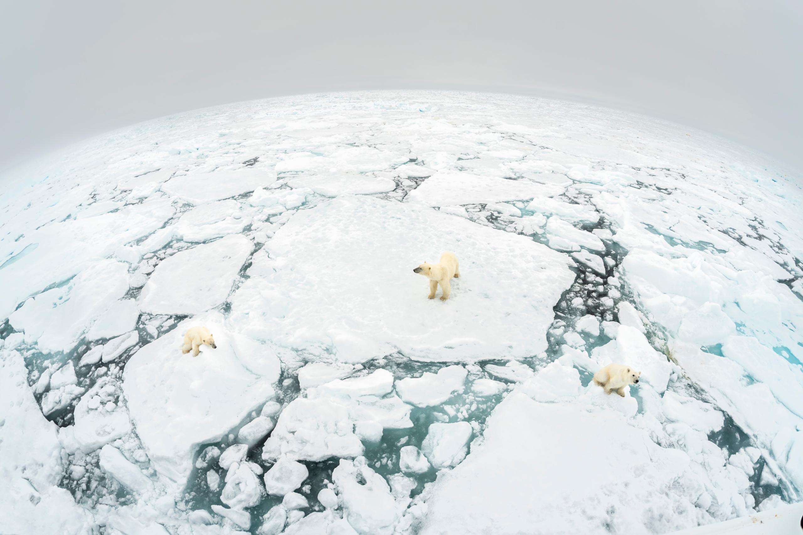 The effects of climate change on Wildlife | WWF
