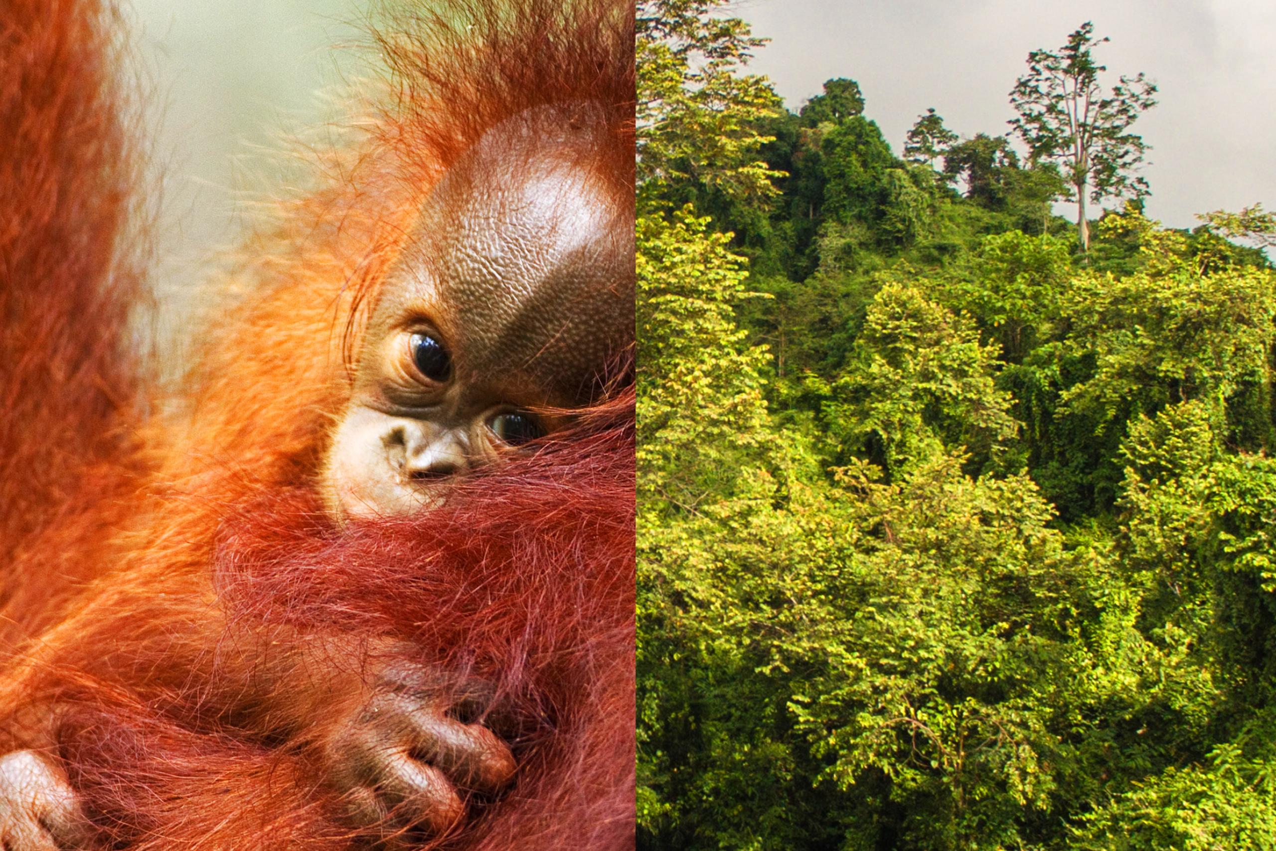 The effects of climate change on Wildlife | WWF