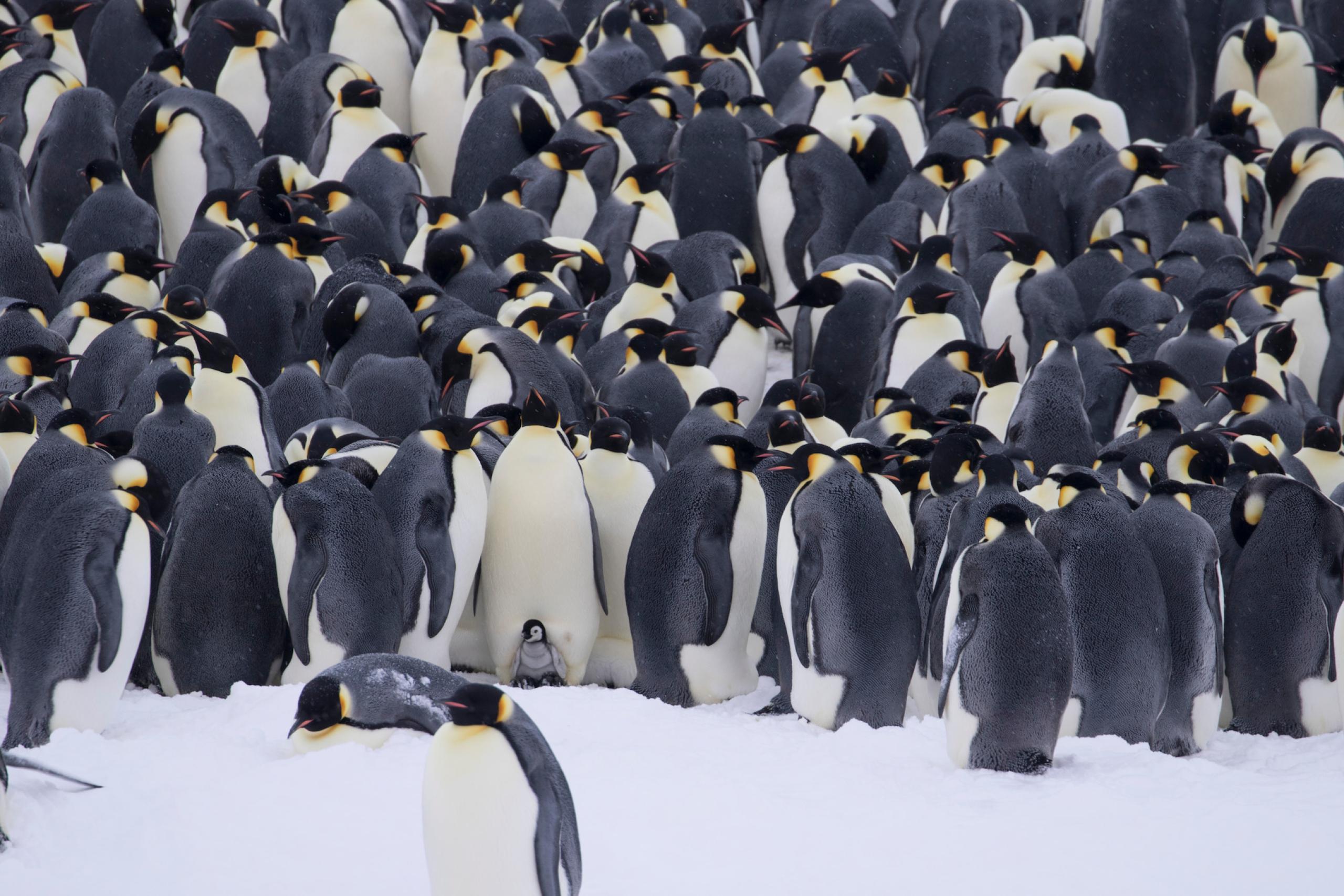 Emperor penguin | WWF