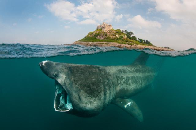 Basking shark off of the coast