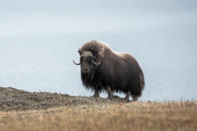  Musk Ox
