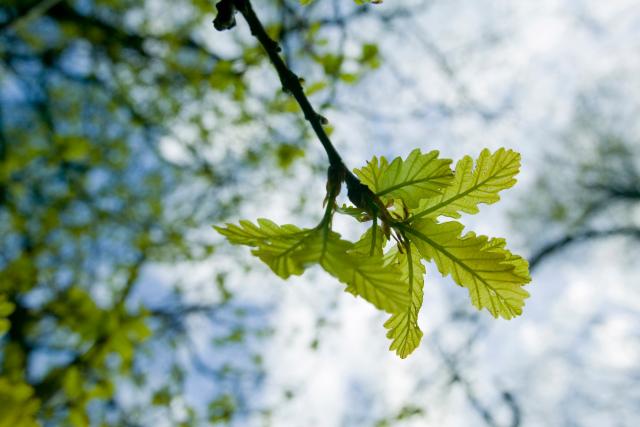 An Oak woodland in spring in Ambleside, UK. As climate change kicks in temperatures are warming and trees are responding by coming in to leaf ever earlier in the season. 