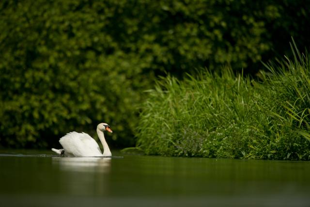 A Mute Swan chilling on a river in the UK