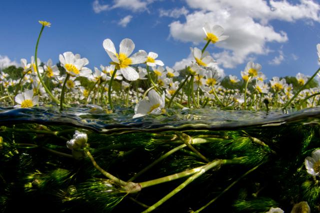 Crowfoot flowers in clear water, Hampshire