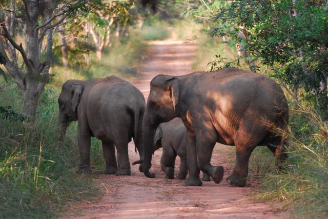 Wild asian elephants in Kui Buri National Park 