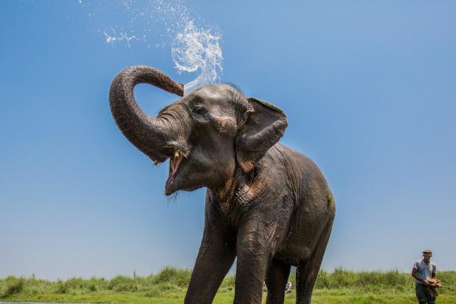 Asian elephant washing itself in a stream