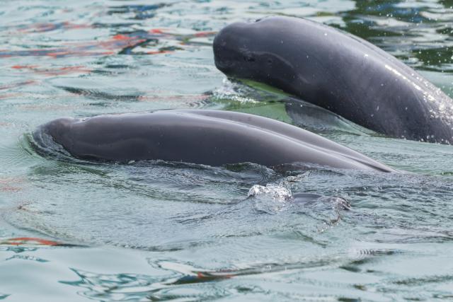2 Yangtze finless porpoises