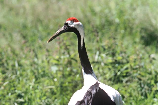 Red-crowned crane
