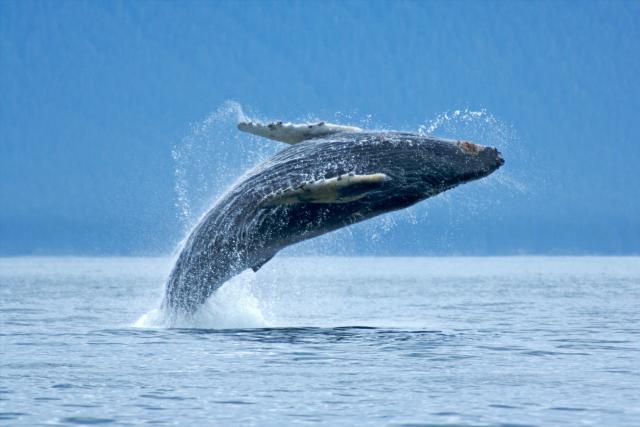 Humpback whale breaching